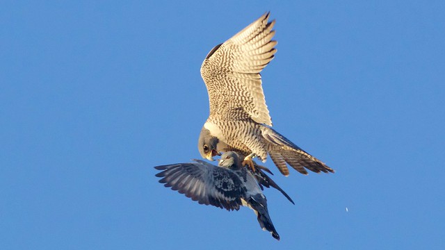 peregrine falcon (adult female black 80/green AD) w/pigeon prey