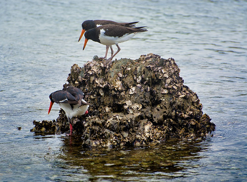 OysterCatcher | by ericgibson6