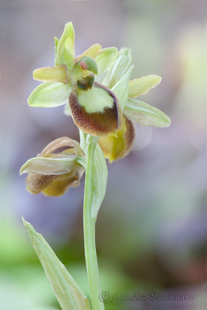Ophrys arachnitiformis (lusus)