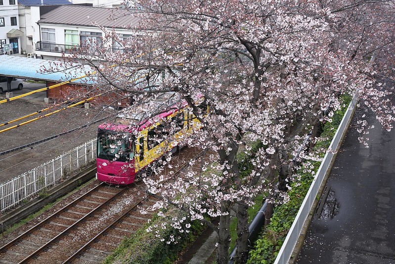 櫻花電車