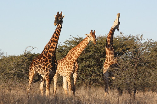 freestate southafrica südafrika suidafrika sandveld wildpark gamereserve animal tier giraffe