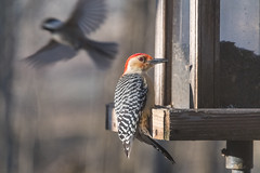 Red-bellied woodpecker ♂︎