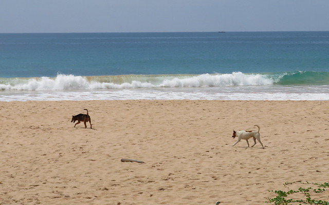 Dogs running along a beach