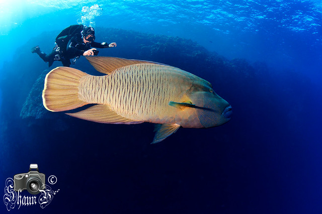 Scuba Diving in Daedalus Reef