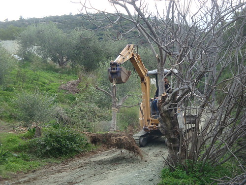 Removing and replanting tree during excavations ! | by diavitisconstructions