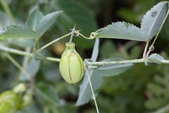 Basananthe triloba (Passifloraceae) — fruit