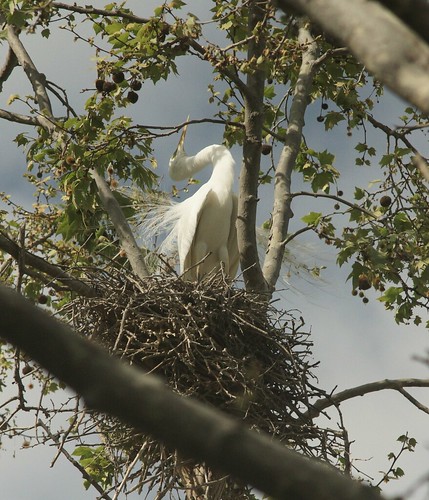 15_Nesting Great Egret at Google Campus