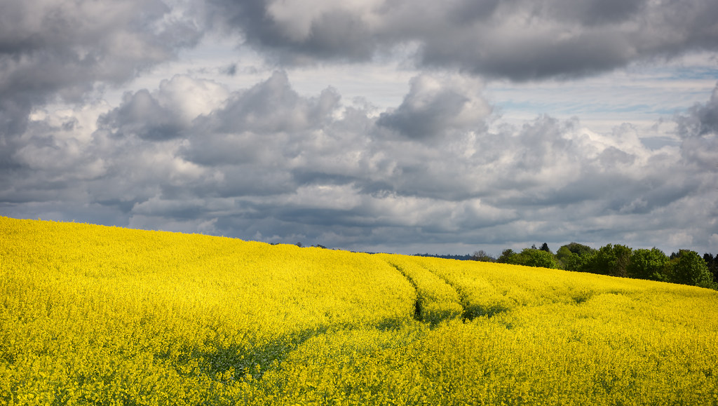 tracks through a field of rapeseed | Aberuthven | Perthshire