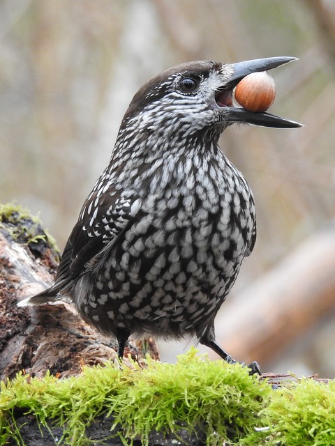 Spotted Nutcracker (Nucifraga caryocatactes)