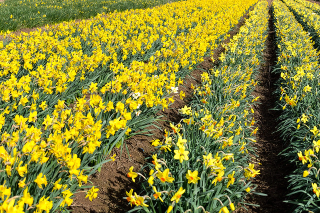 Daffodils, Lincolnshire