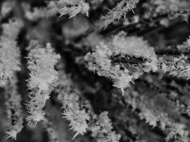 Winter art  #nature #natural #winter #snow #cold #white #frost #frozen #closeup #macro #macrophotography #bnw #bnwphotography #bnw_captures #bnwmood #bnw_life #bnw_planet #monochrome #outdoors #photography #olympus