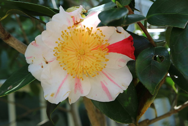 A full-blown Camellia japonica 'Higo-kyô-nishiki' Higo camellia