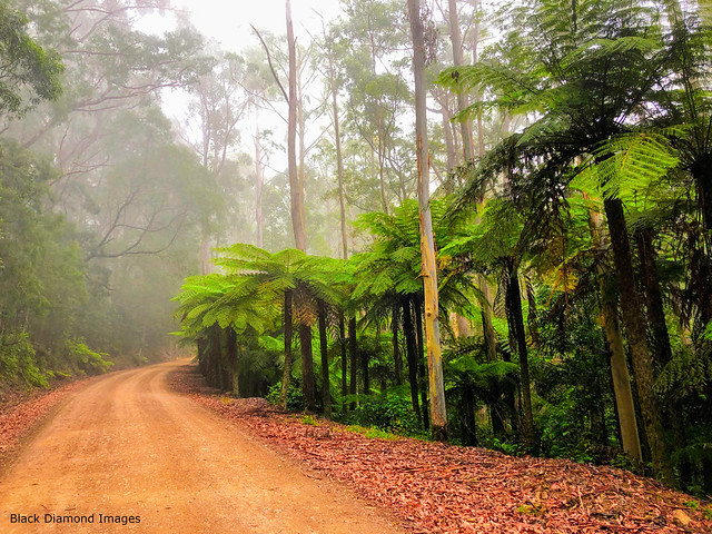 Low Cloud on the Comboyne Wingham Road, Cyathea australiis, Killabakh Nature Reserve, Killabakh, Manning Valley, NSW