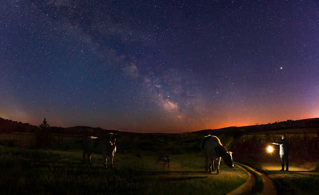 Milky Way and Cows