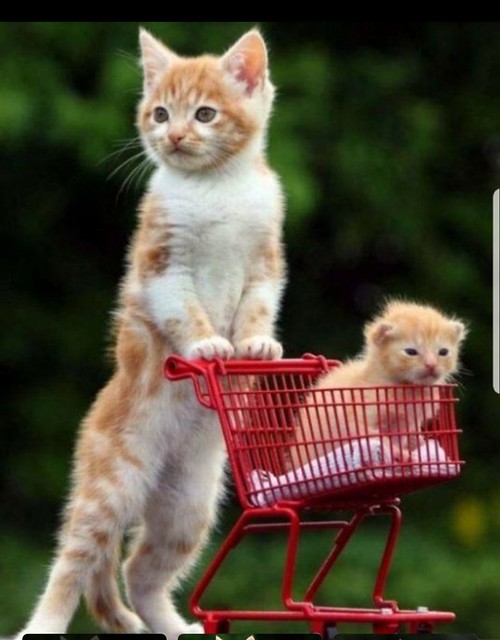 Going to the Supermarket....