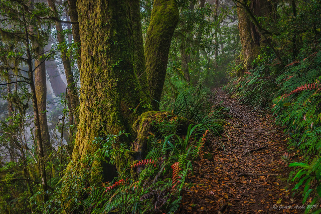 Misty Lamington Rainforest