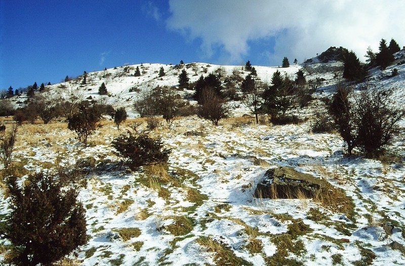 rhn00649F | Wacholderheide am Pferdskopf. Rhön, 09.03.1998