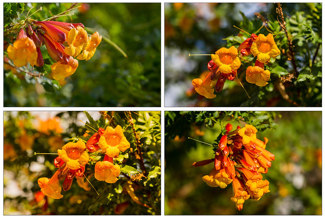Orange Trompetenbaum-Blüten mit Bokeh - zoom it!