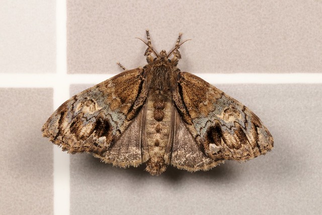 Tussock Moth, male (Calliteara baibarana, Orgyiini, Lymantriinae, Erebidae)