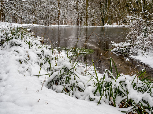 TP Woods3 | by harry.cutts