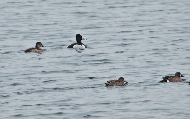 Ring-necked Ducks (top) and Blue-winged Teals (bottom)