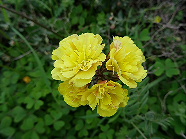 Gefülltblütiger Nickender Sauerklee - Oxalis pes-caprae f. pleniflora, NGID1579116462