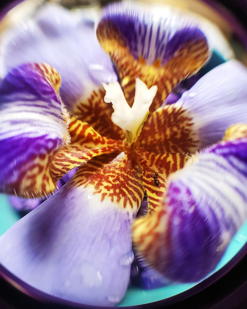 Fleur d'Iris bleu vue d'un oeil de poisson