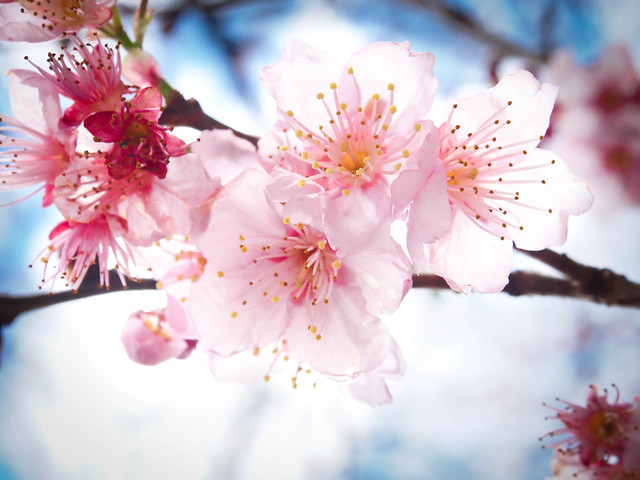 P1310884 cherry blossom