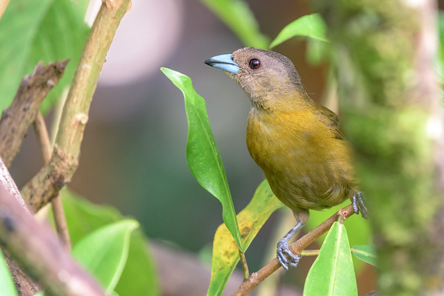 Scarlet-rumped Tanager (Passerini's) (female)