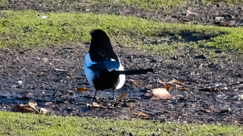Magpie on frozen mud, West Park