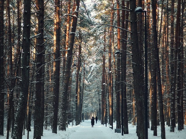 Winter walk  #Lithuania #Vilnius #forest #tree #park #vingispark #vingioparkas #winter #snow #cold #white #golden #goldenhour #colors #people #evening #sunny #travel #instamoment #picoftheday #photooftheday #beauty #beautiful #streetphotography #outdoor #