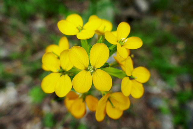 Vivid yellow wild mustard flowers