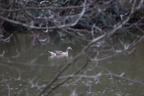 Greylag goose on the lake near Eridge Anser anser