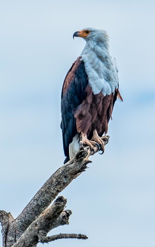 africanfisheagle birds eagles lakemburo places raptors uganda