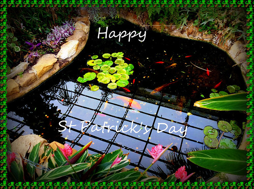 stpatricksday ireland holiday festival event gree gold goldfish water rock flower fourleafclover plants reflections light pool art artwork