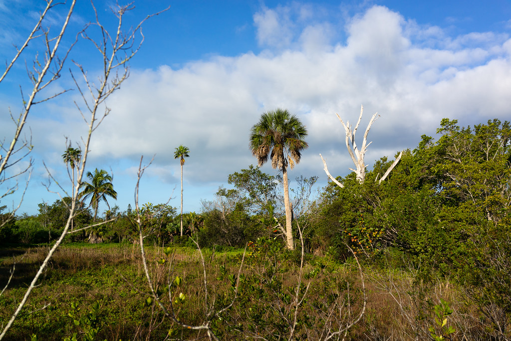 Bailey Tract
