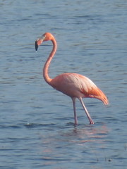 American Flamingo, St Marks NWR, Florida, 3/10/2019
