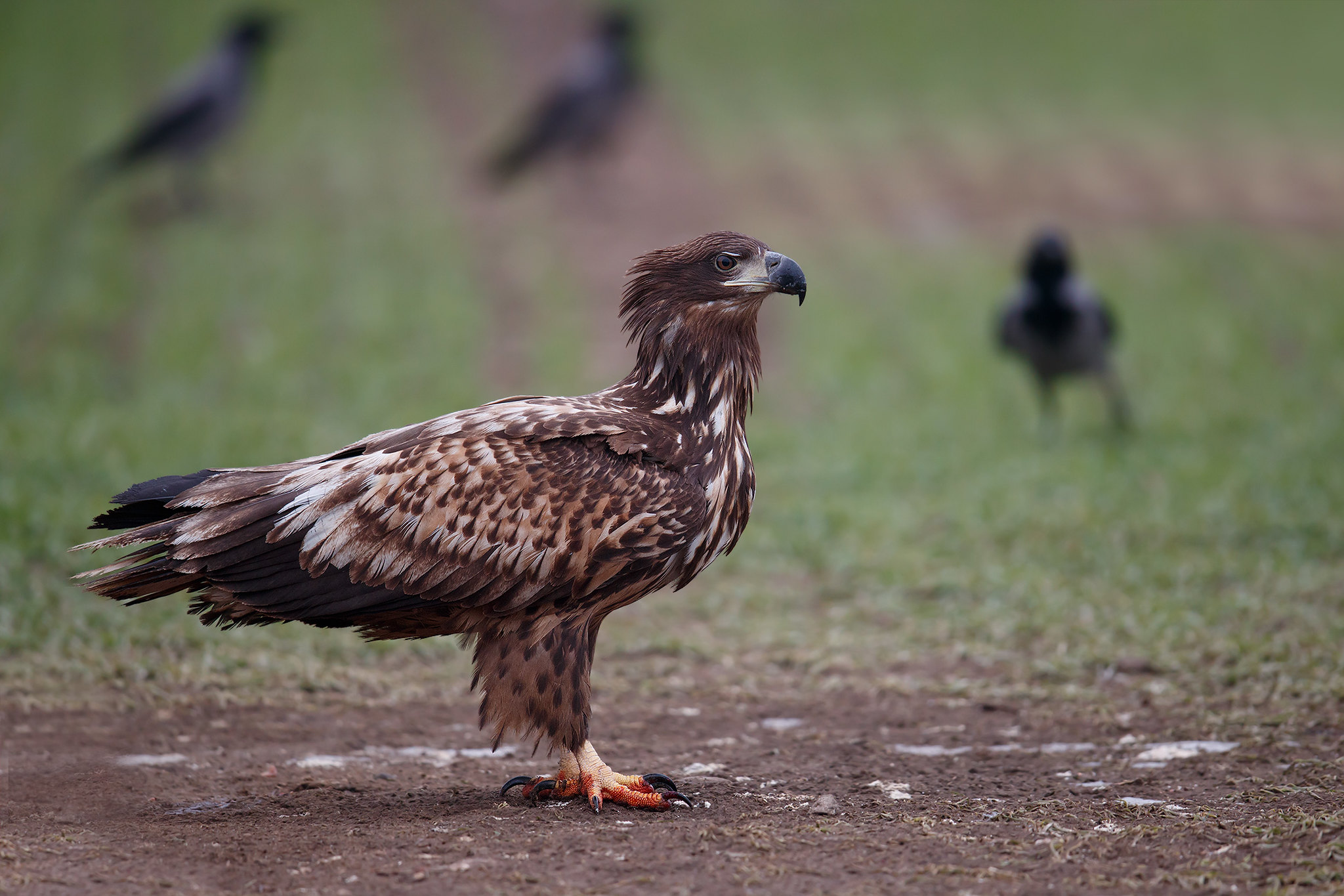 Haliaeetus albicilla | White-tailed Eagle | havsörn