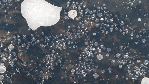 Ice patterns: bubbles, West Park lake