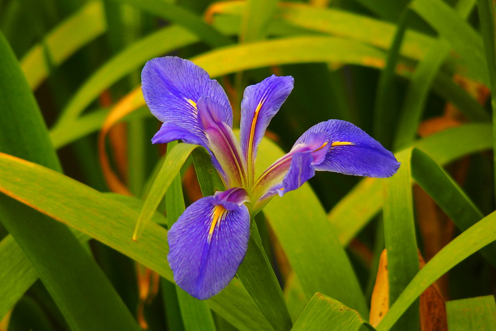 Iris in Blue, Ararat Botanic Gardens, Victoria, Australia