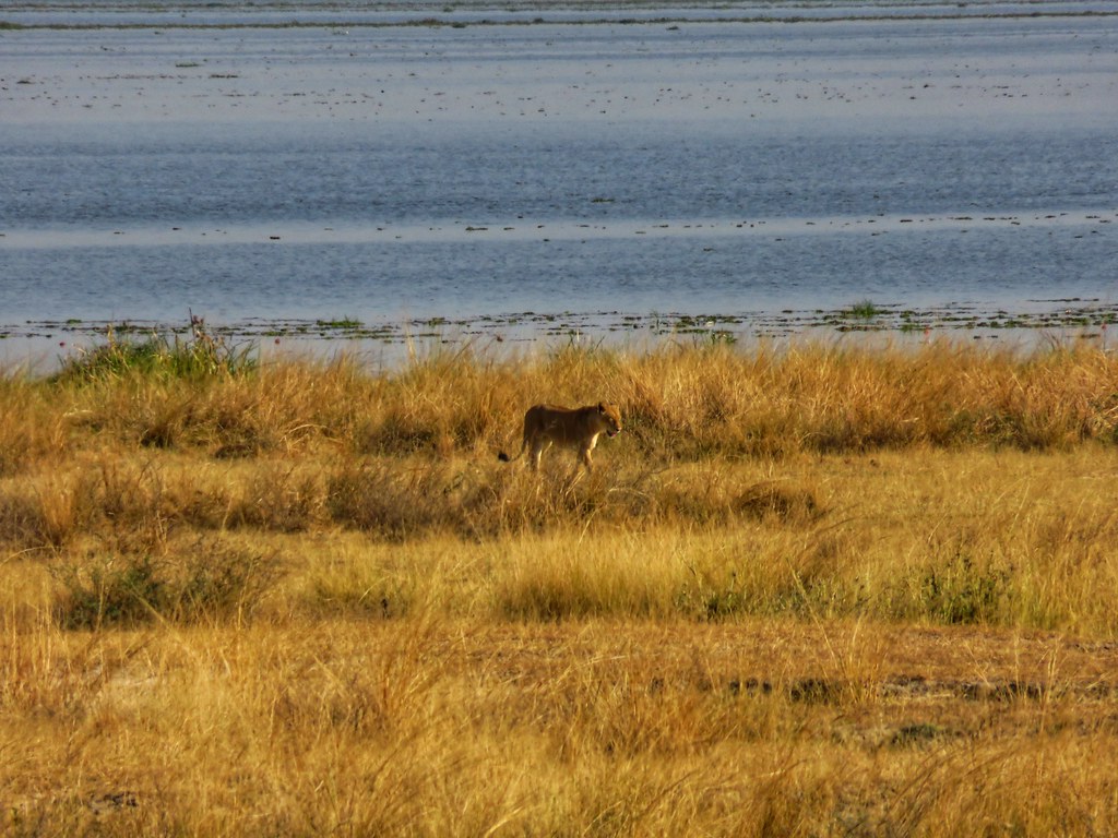 Lioness, Murchison Falls National Park