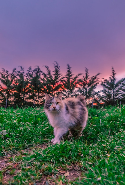 My cute cat at sunset