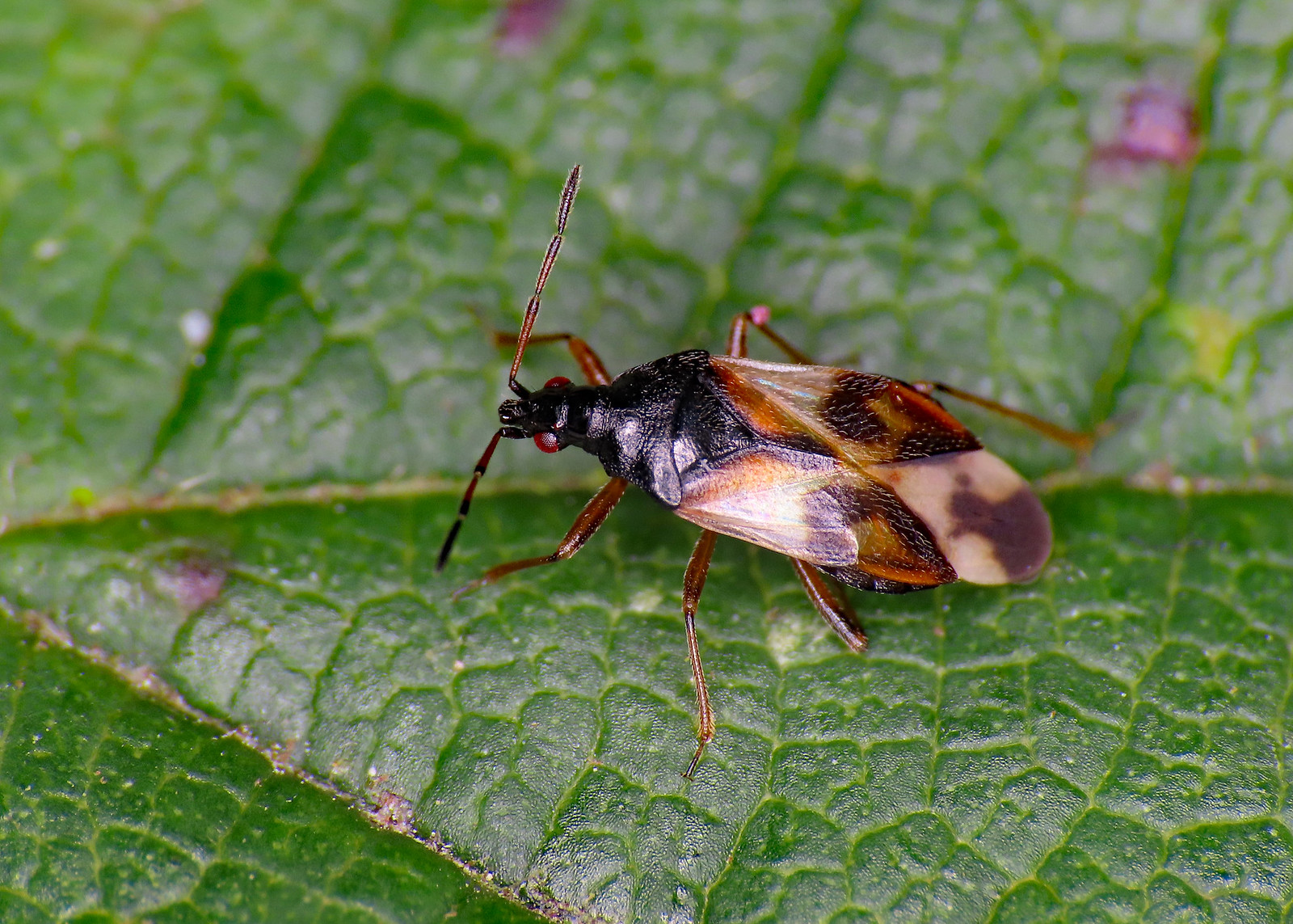 Common Flower Bug - Anthocoris nemorum