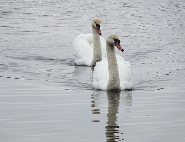 2019-02-21 Swans Fleet Pond, Hampshire ~06
