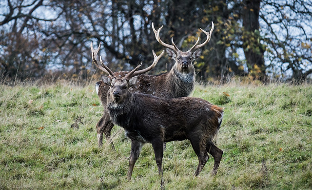 Two Sika stags