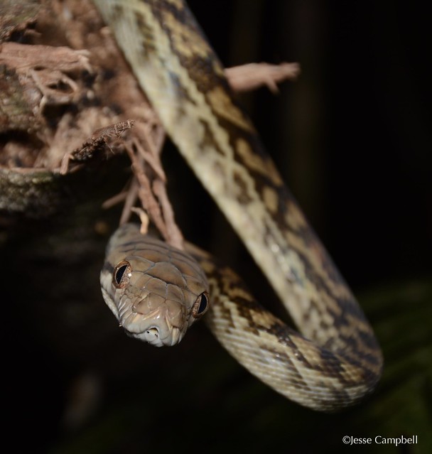 Scrub Python (Simalia kinghorni). Cairns, QLD.