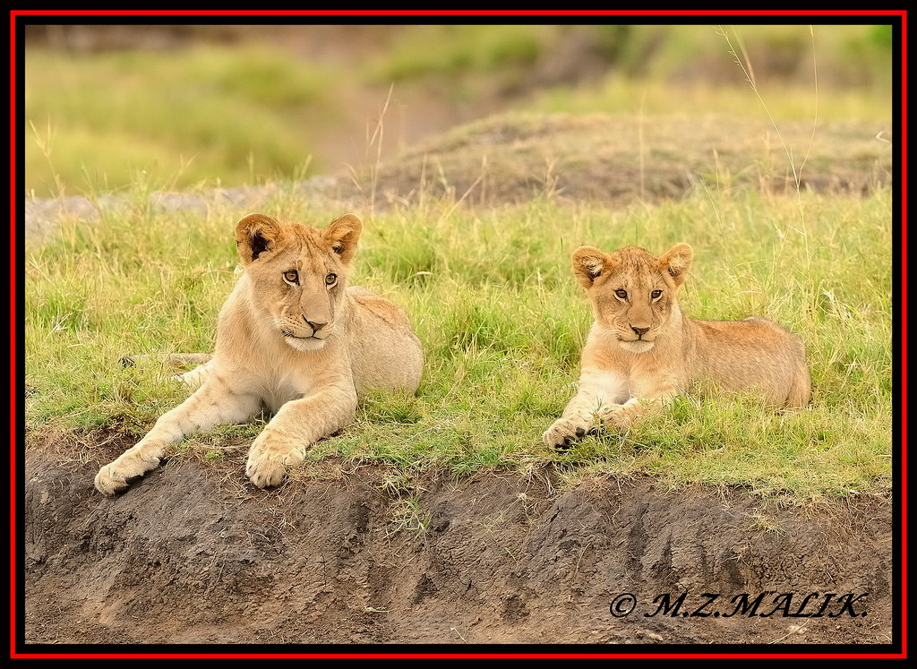 PAIR OF LION CUBS (Panthera leo)....MASAI MARA.....OCT 2012