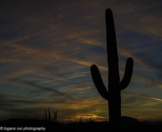 Sunset on a Seguaro Cactus, Arizona