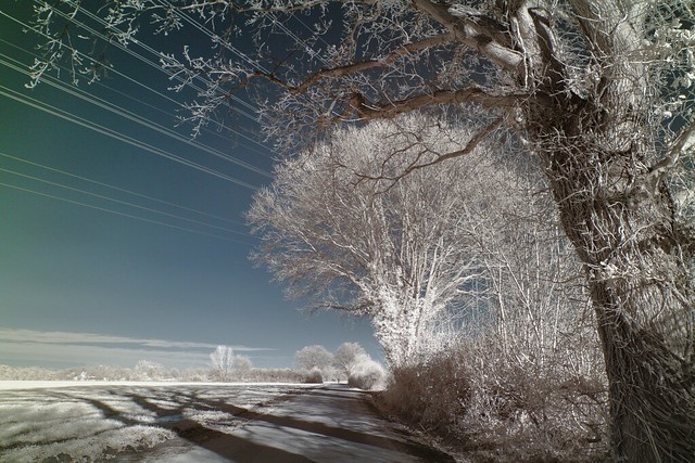 Winter Trees (Infrared photo)