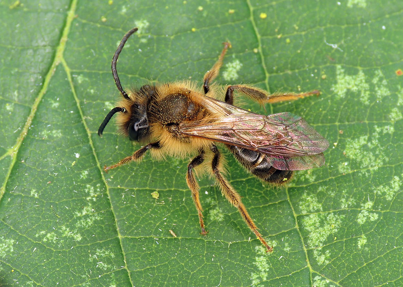 Buffish Mining Bee - Andrena nigroaenea [A]